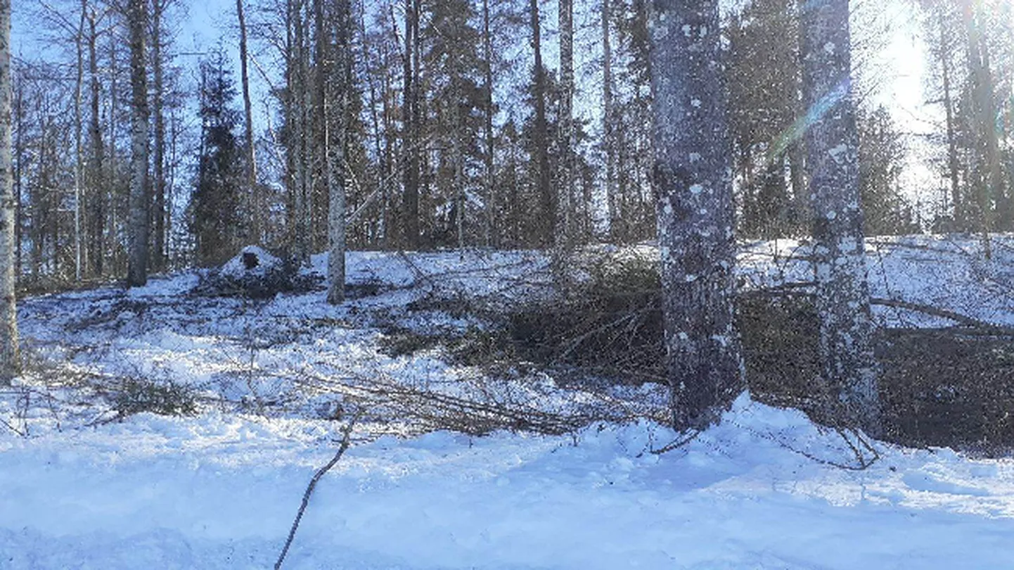 Orupedastiku kinnistul alustati hiljuti raiega.