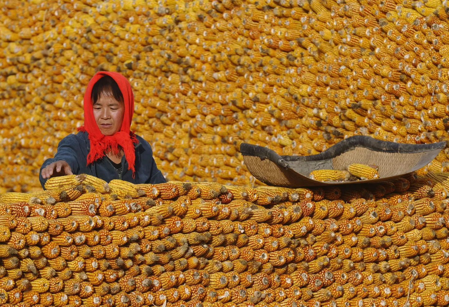 Hiina talunik maisitõlvikuid virna ladumas.