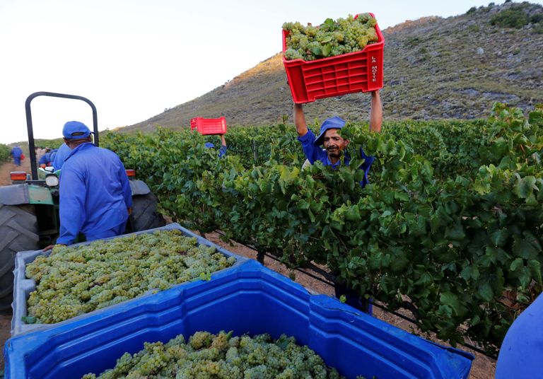 Töölised Lõuna-Aafrika Vabariigi viinamarjakasvanduses. 