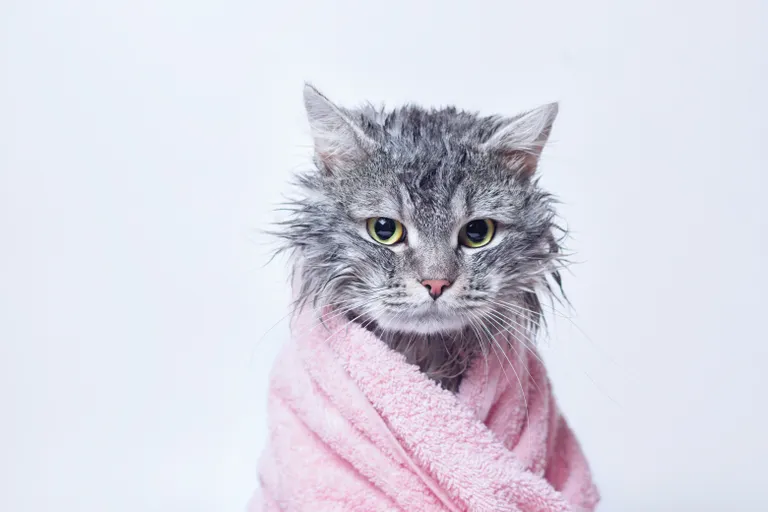 Кошка. Иллюстративное фото