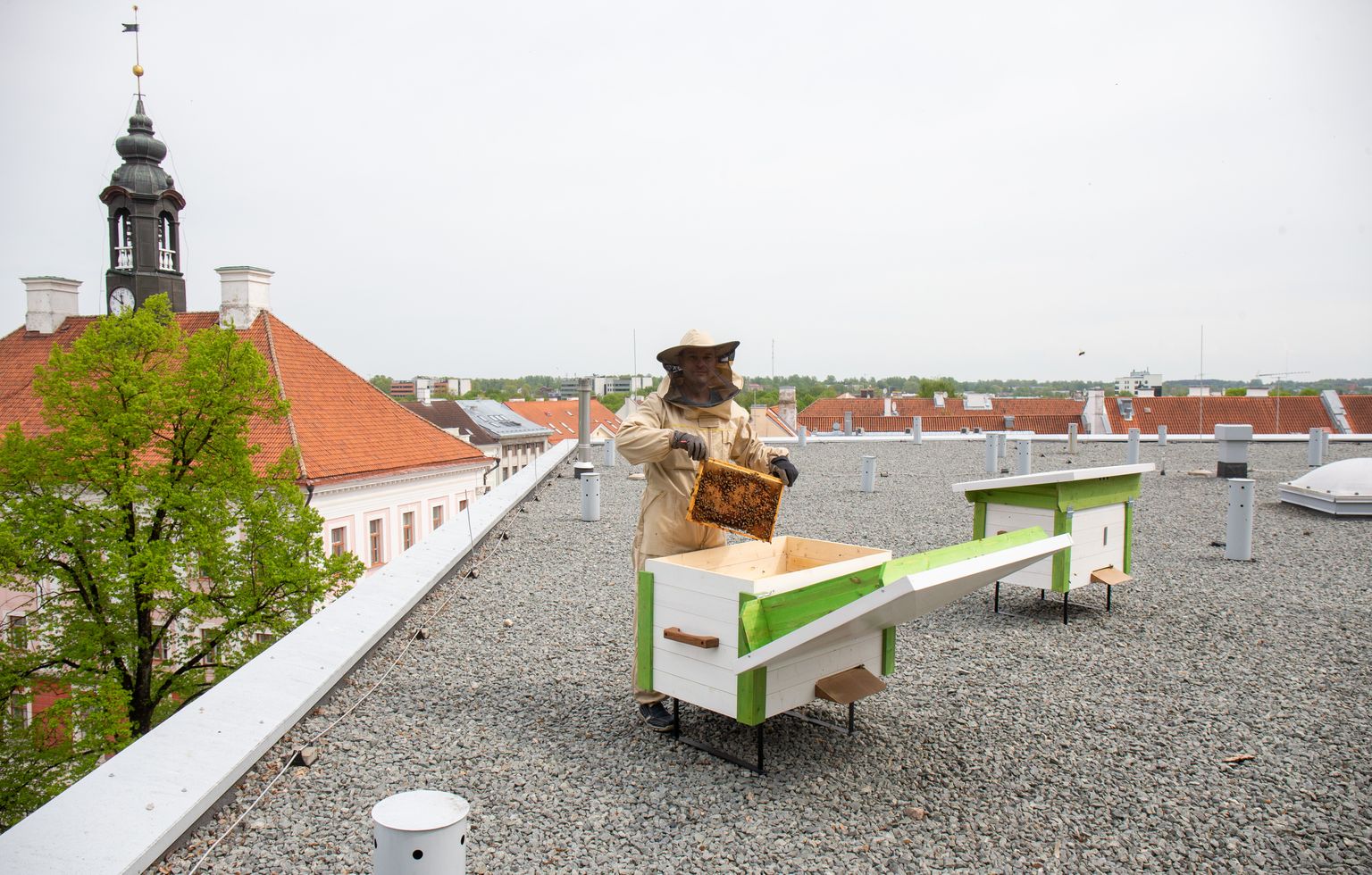 Mesilastele sobib Lydia hotelli katusepealne elupaigaks hästi, ütles hobimesinik ja Estiko Grupi kommunikatsioonijuht Jaan Olmaru.