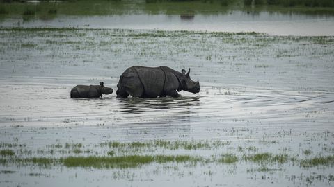India üleujutatud UNESCO rahvuspargis hukkus kuus ninasarvikut