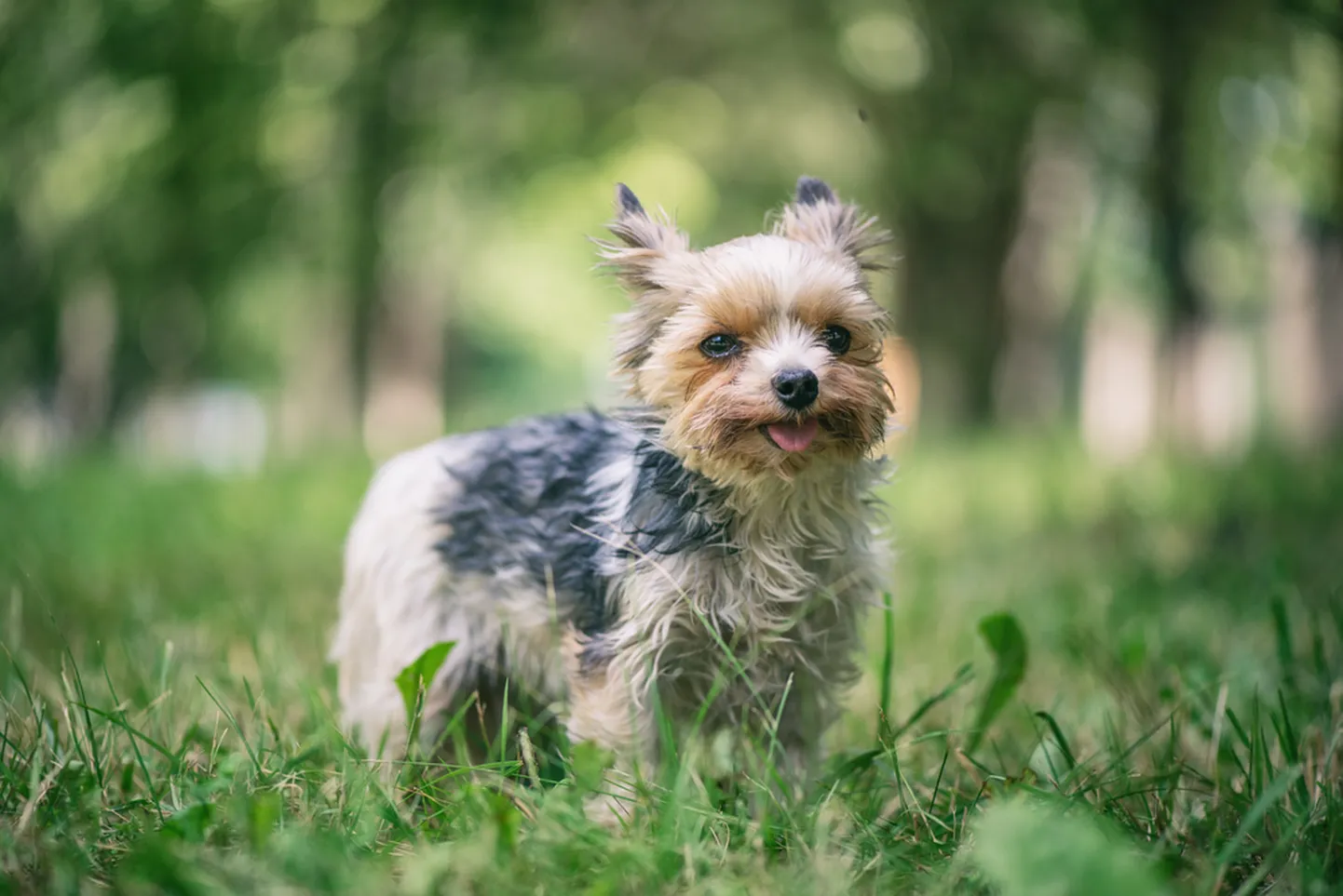 Morkie.