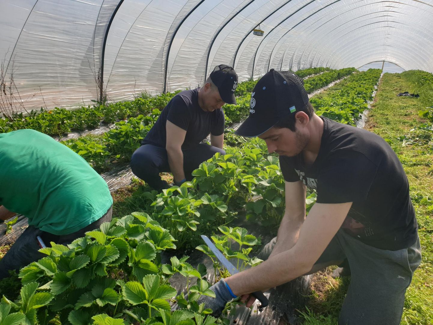 Paavo Otsuse talus tegelevad võõrtöölised parasjagu kasvuhoones maasikate rohimisega.