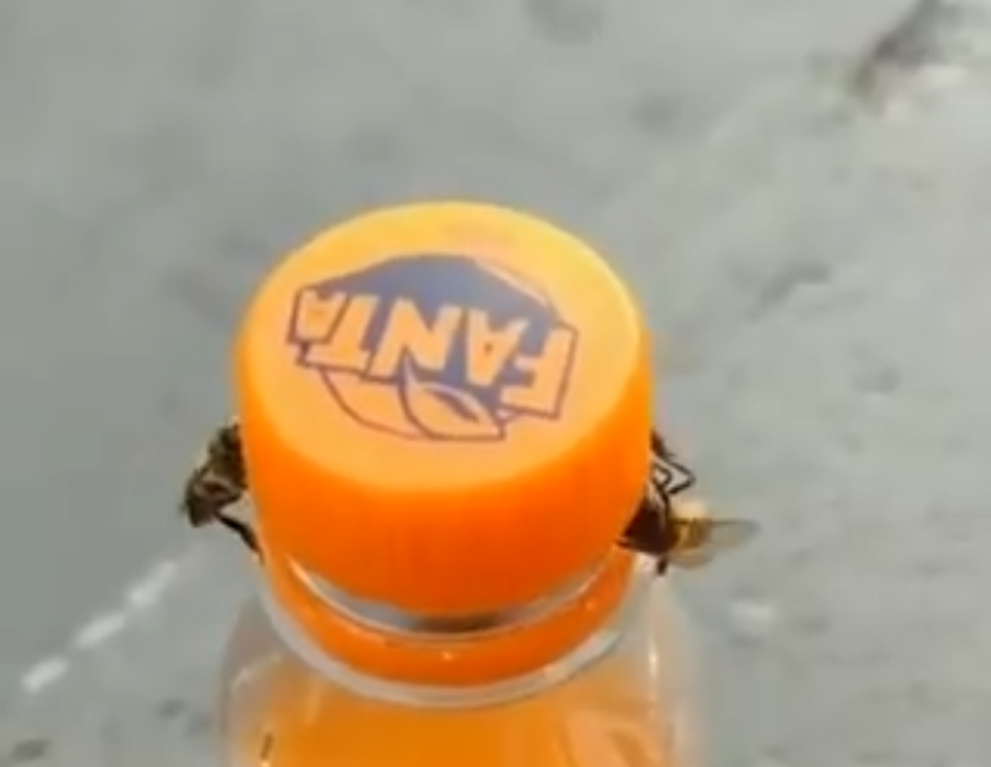 Mesilased eemaldavad Fanta pudelilt korgi.