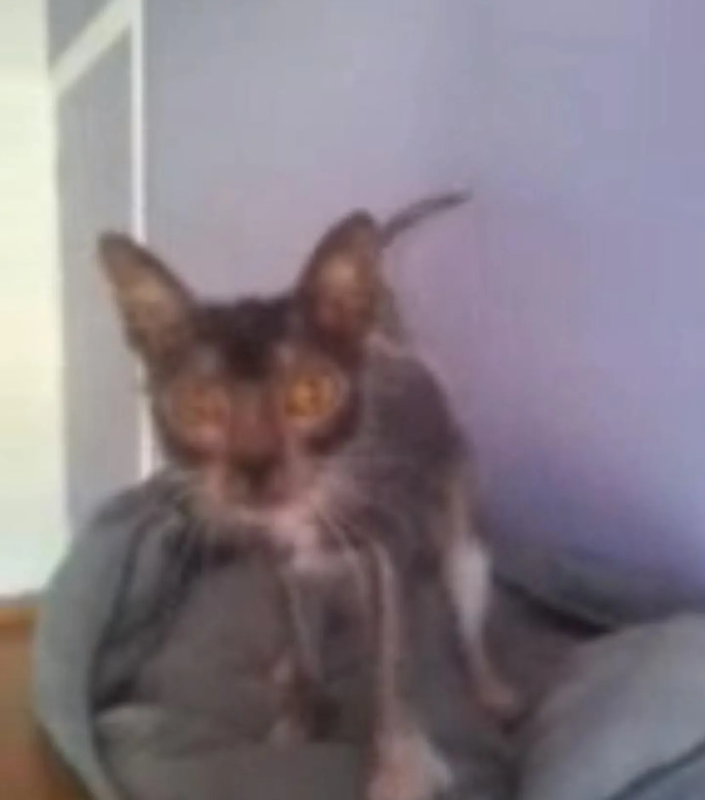 Lykoi kass