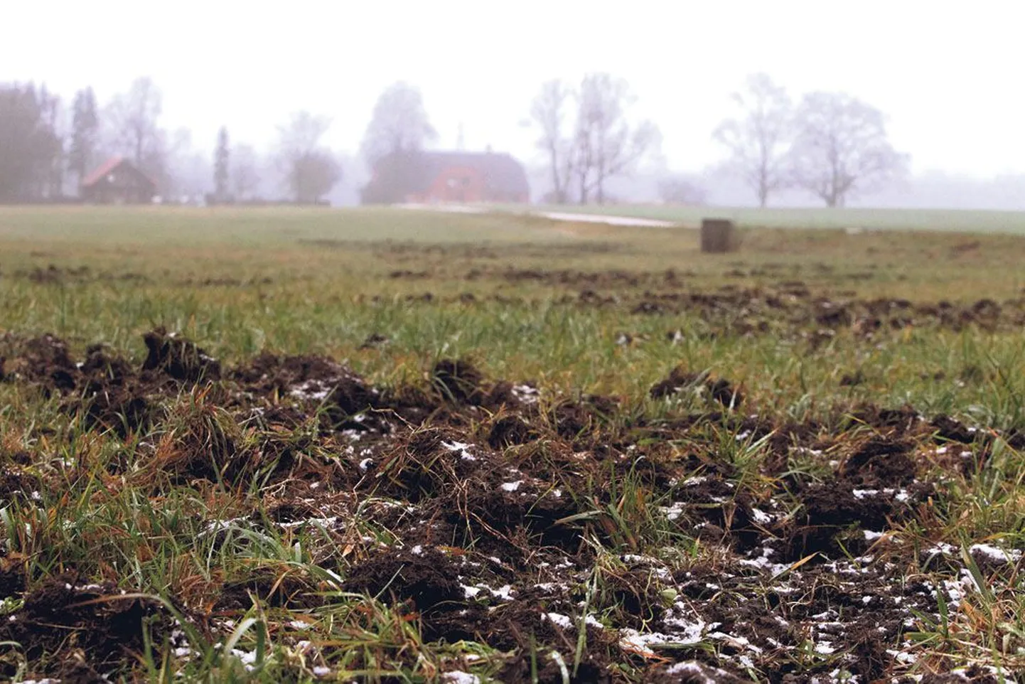 Vorbuse külas Vanaaseme talu lähedal on metssead üles sonkinud umbes veerand hektarit Tartu Agro rohumaad.