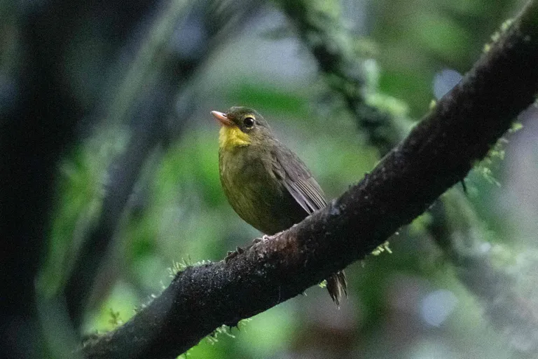 Crossleyia tenebrosa Madagaskaril.