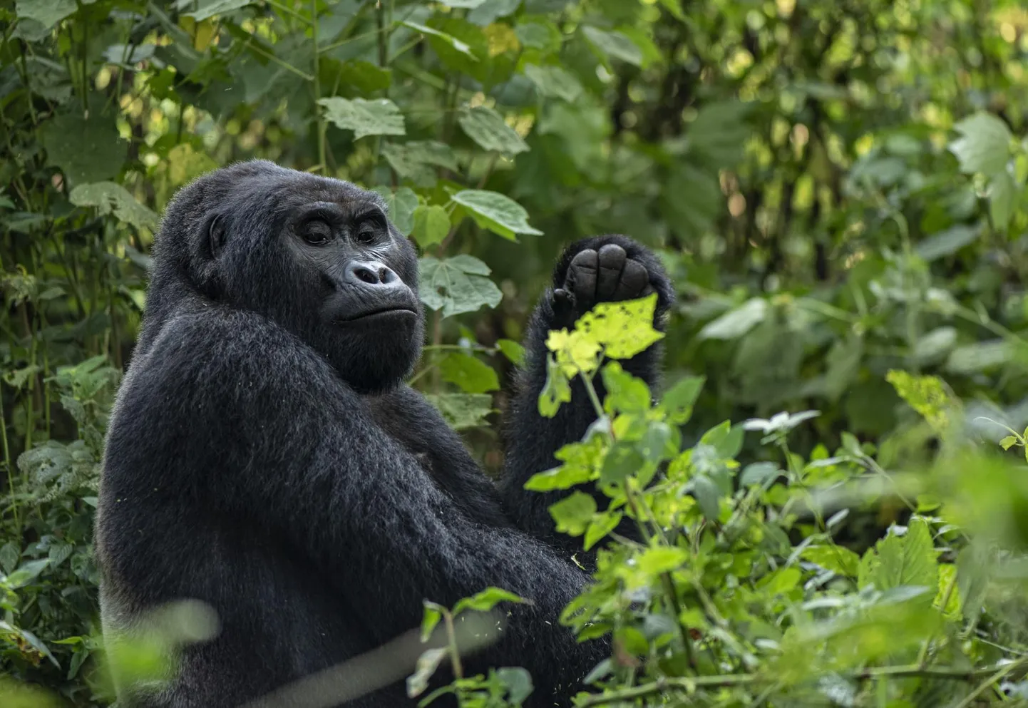 Igal mägigorillal on inimeste pandud nimi, Katwe grupina tuntud gorillaperekonna pea on Mahaane.