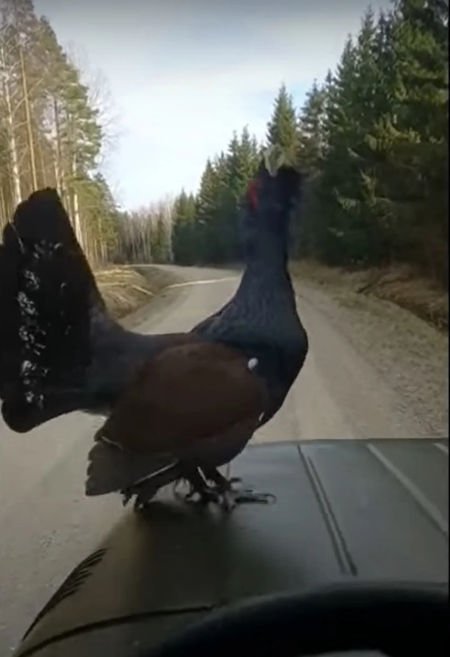 Kuvatõmmis videost