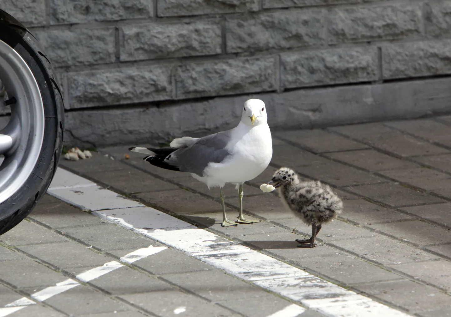 Kajakas pojaga.