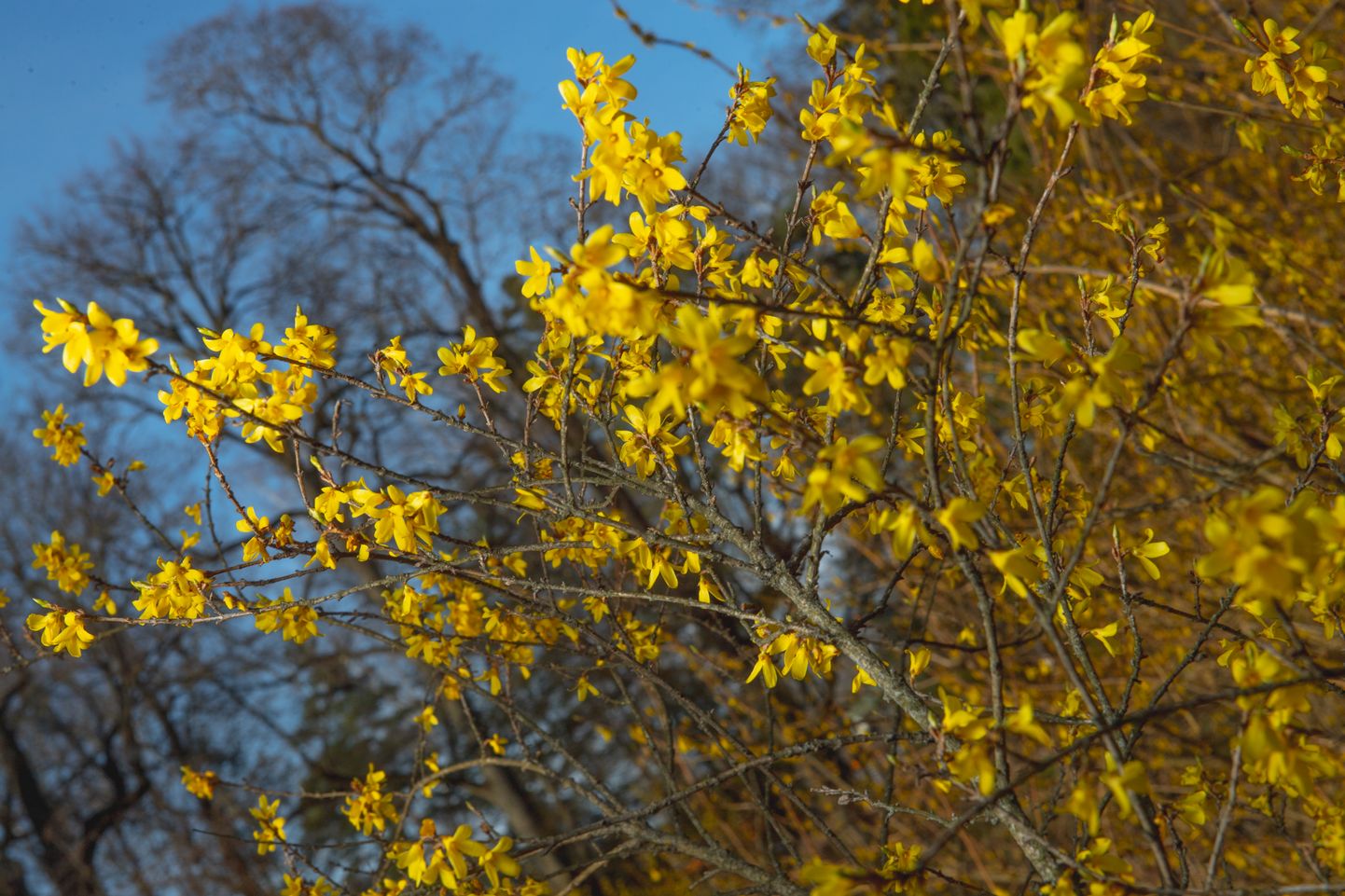 Foto: Pavasara ziedēšana LU Botāniskajā dārzā