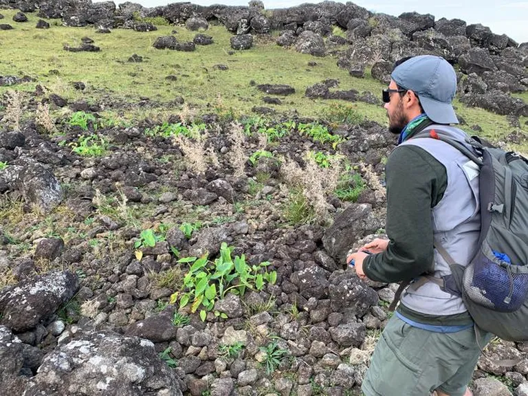 Niinimetatud kiviaiad olid Rapa Nui, mida tänapäeval tuntakse Lihavõttesaare nime all, elanikkonna toitmisel võtmetähtsusega. Robert DiNapoli, kes on uue aedade kohta tehtud uuringu kaasautor, uurib ühte neist.