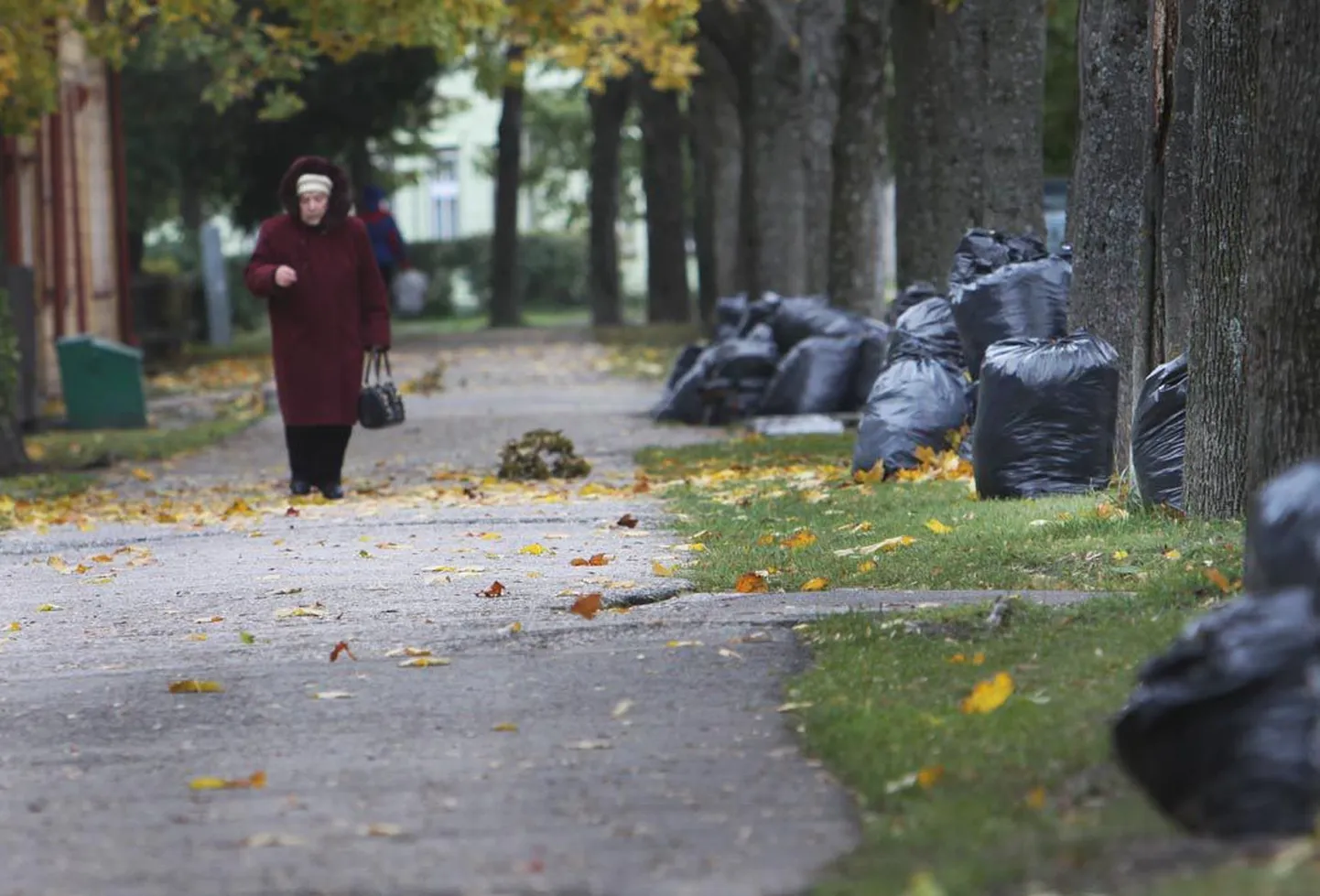 Hoolikamad linnakodanikud ongi hakanud oma hooldusaladelt puulehti kokku riisuma ja tasuta äravedamise ootel kottidesse pakkima, aga vedu ei toimu igal pool Pärnus.