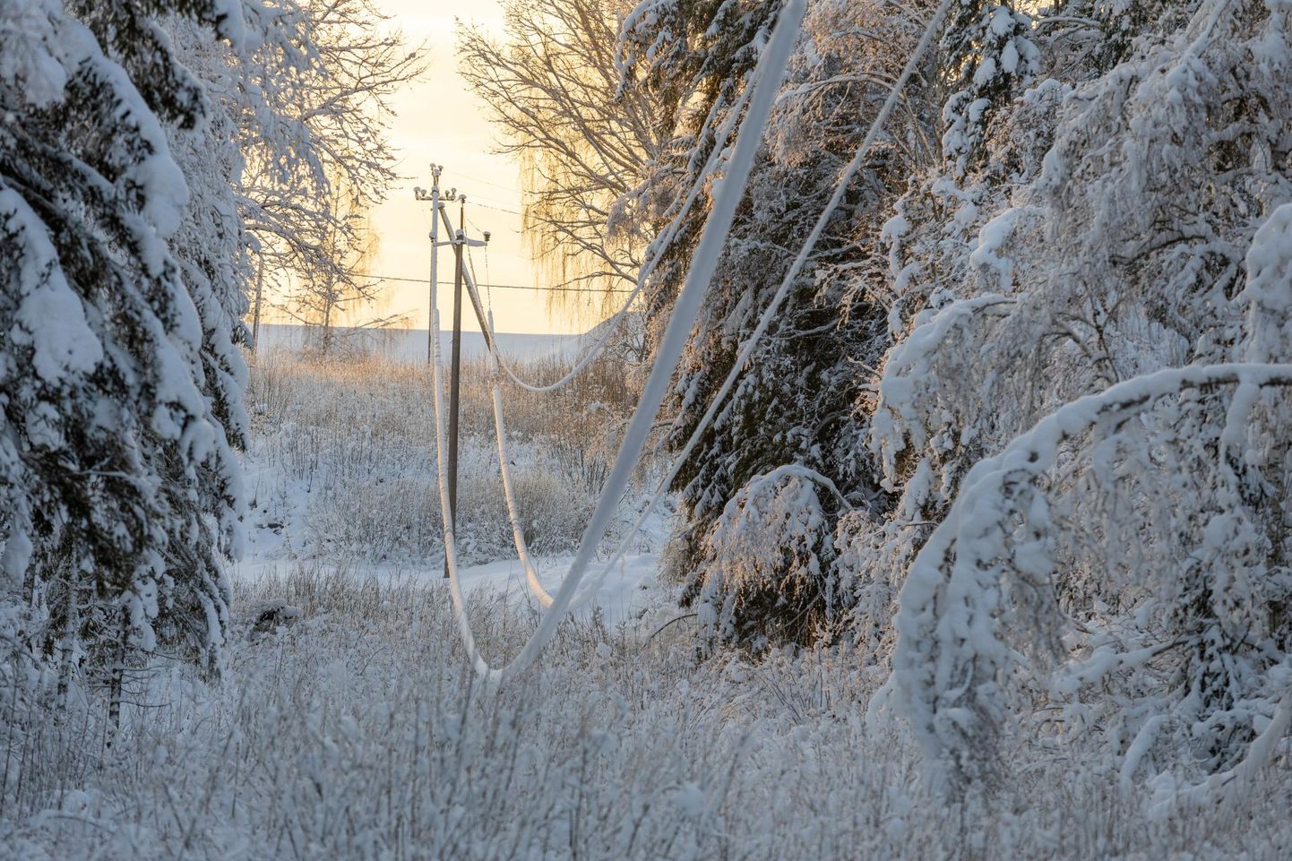 Eelmisel nädalal Viljandi vallas Ruudiküla lähedal tehtud fotolt on näha, et kohati on liinid lume ja jää raskuse all lausa maani vajunud.