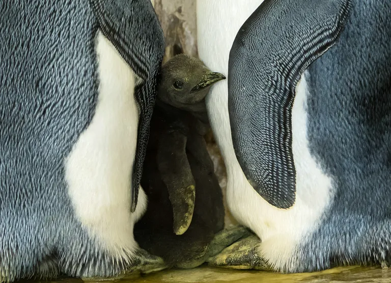 Kaks kuningpingviini ja nende poeg