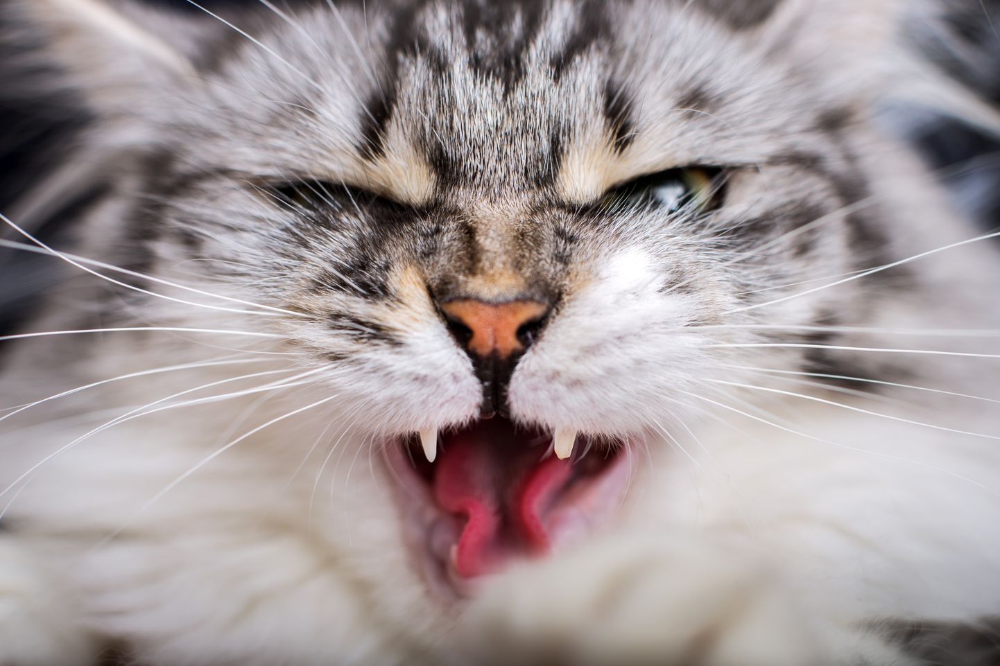 Agressiivsus võib kassi puhul olla kaitsereaktsioon.