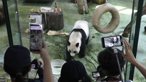 VIDEO ⟩ Taiwani vanim panda näris sünnipäeval karupoeg Puhhi kujulist torti