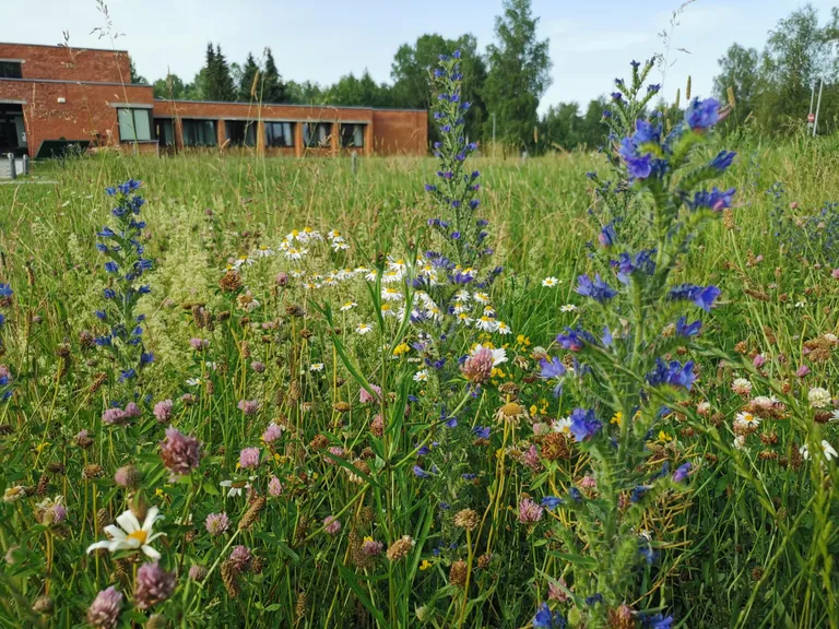 Are lilleniidul on üks nurk palju liigirikkam. Ilmselt põhjusel, et selles kohas kooriti mullakamar enne seemnete külvamist käsitsi.