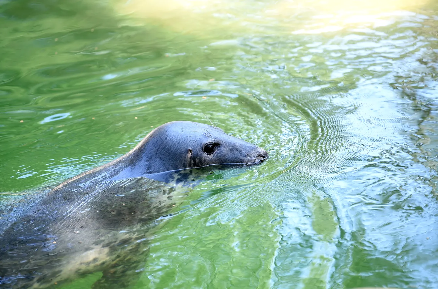 Pelēkais ronis Rīgas Zooloģiskajā dārzā.