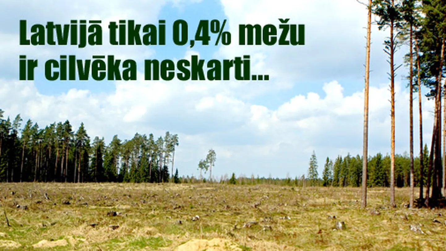 Raksta foto
