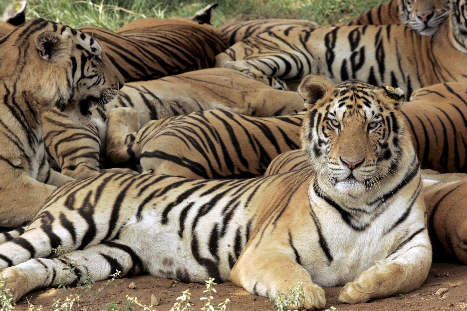 Salakütid vähendavad 3500 loomast koosnevat tiigripopulatsiooni igal aastal saja võrra.