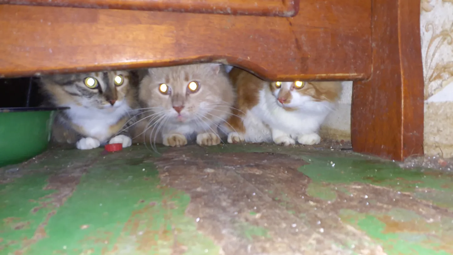 Кошки