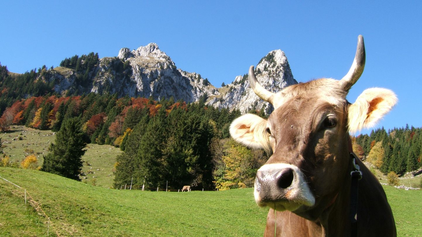 Šveitsi lehmadel on ülejäänud Euroopaga võrreldes väiksem tõenäosus toidulauale sattuda.