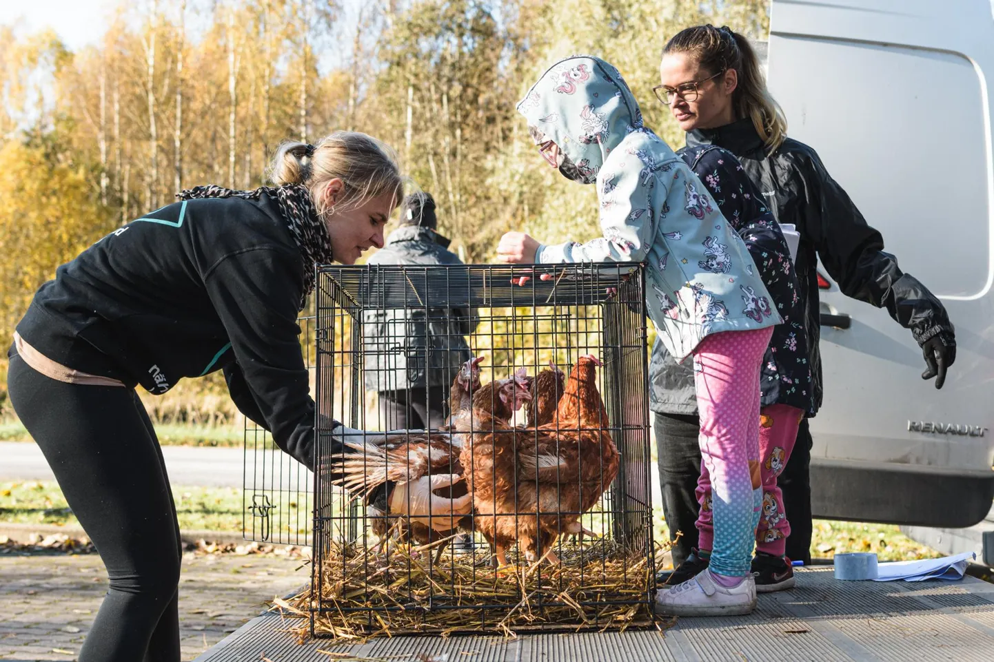 Loomaorganisatsioon Nähtamatud Loomad aitas uutesse kodudesse 300 puurikana.