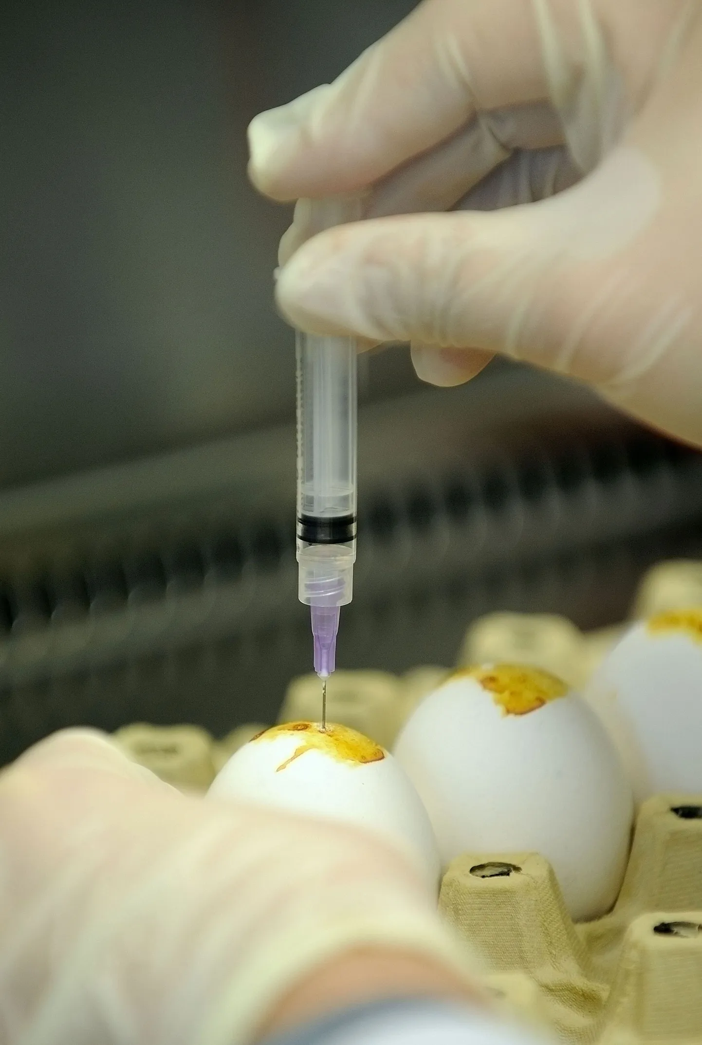 Kana embrüo manipuleerimisel saadakse hiidsisalikuga sarnane tibu?
