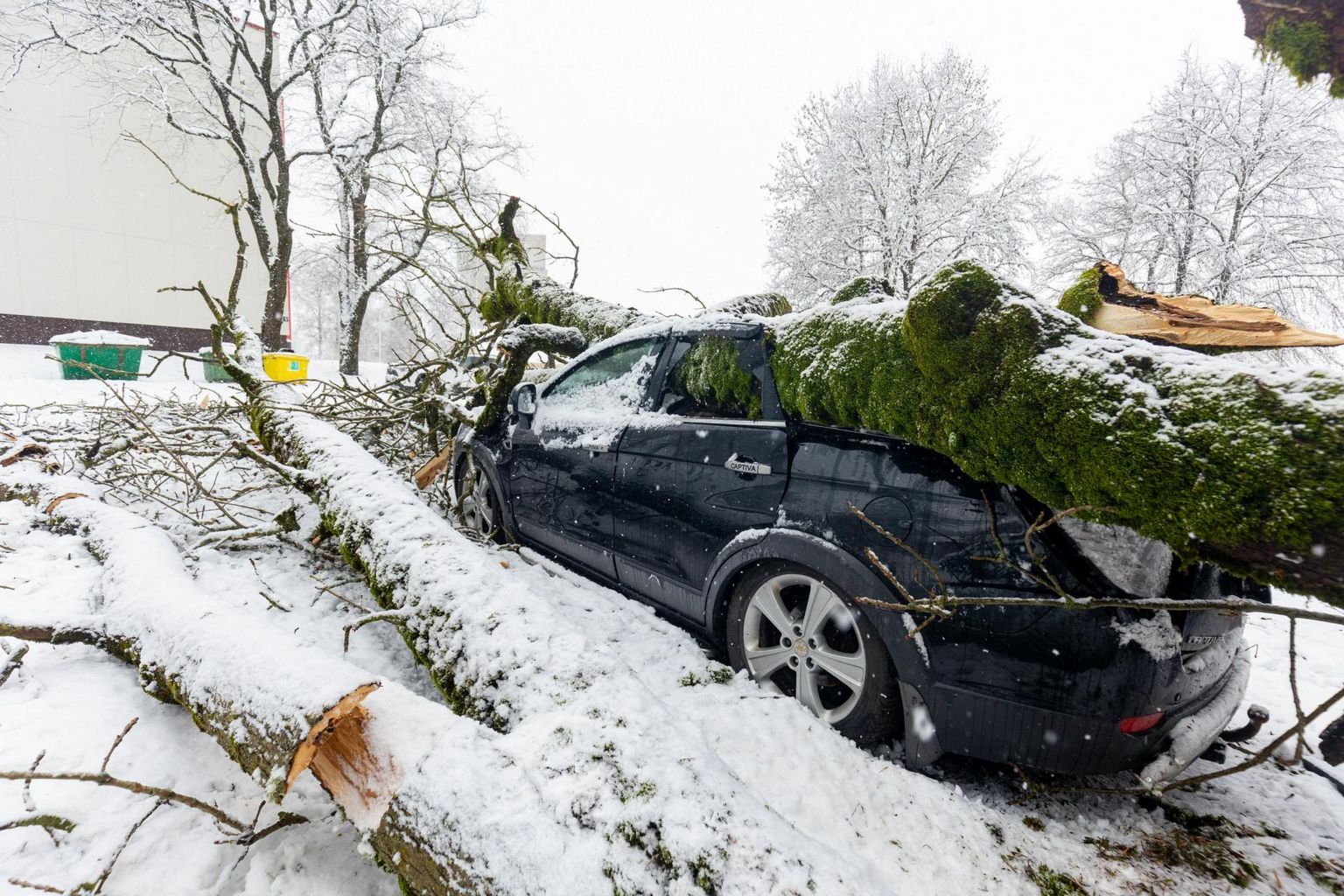 Vinnis Kukkus Puu Parklas Seisnud Auto Peale