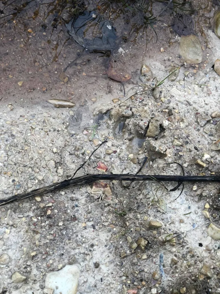 Pisike karupoeg jättis endast maha käpajälje.