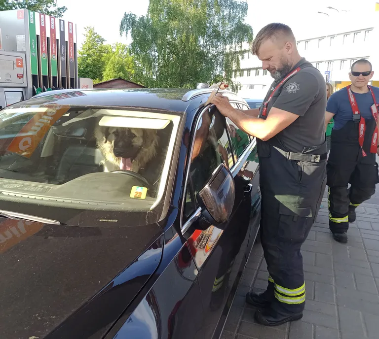 Спасатели помогли собаке. 