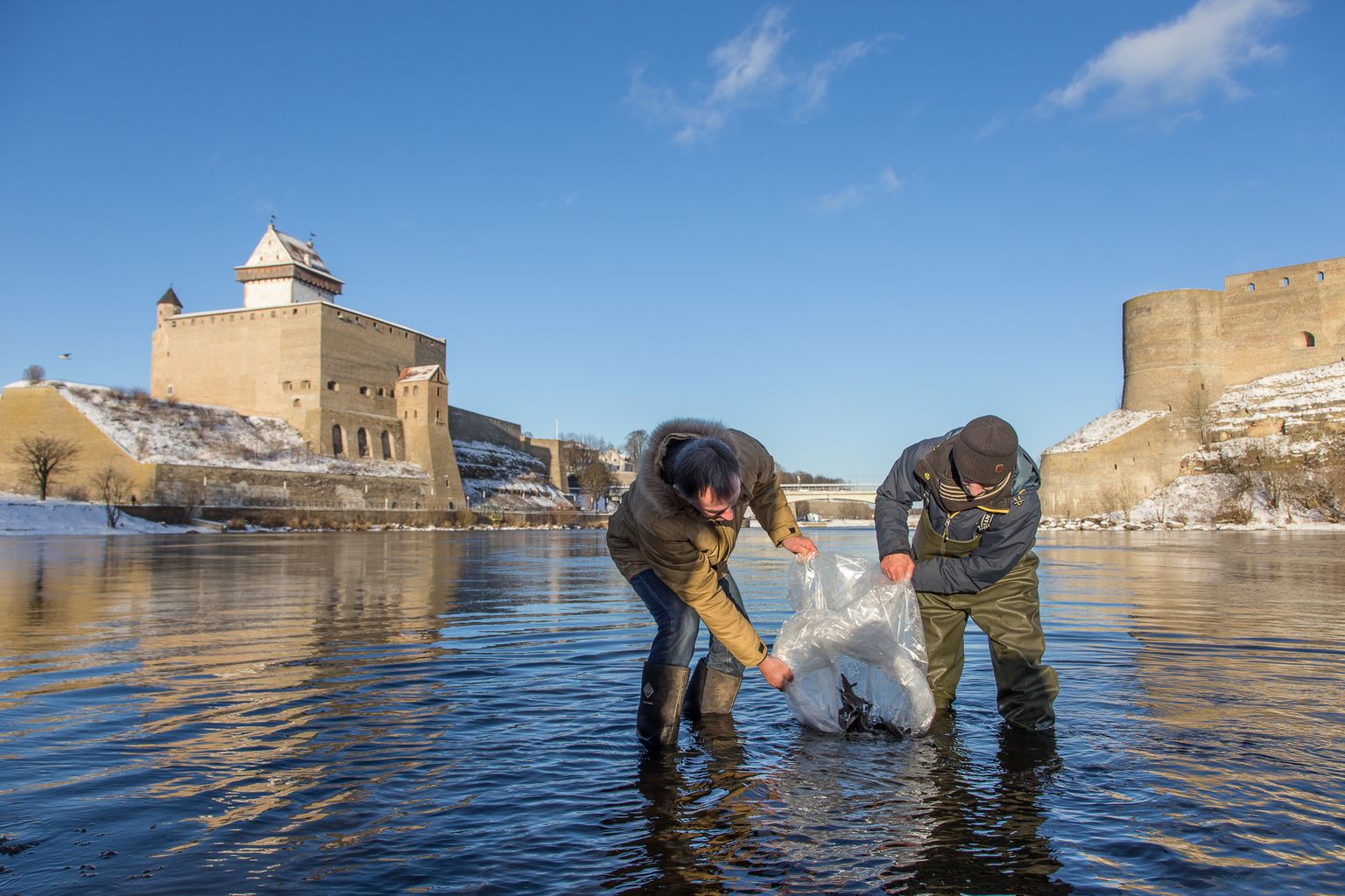 Tuurad tuleb Narva jõkke asustada piisavalt noorena, et neil selle kohaga side tekiks ja nad sinna kümne aasta pärast tagasi kudema tuleksid.