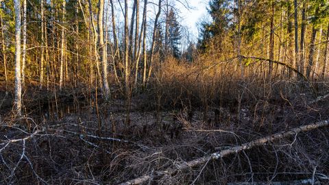 LAURA UIBOPUU, LIIS KEERBERG, FARIŠTAMO ELLER ⟩ Aeg minna sisuliseks – roheline maakaart ei tähenda veel rohelist maastikku