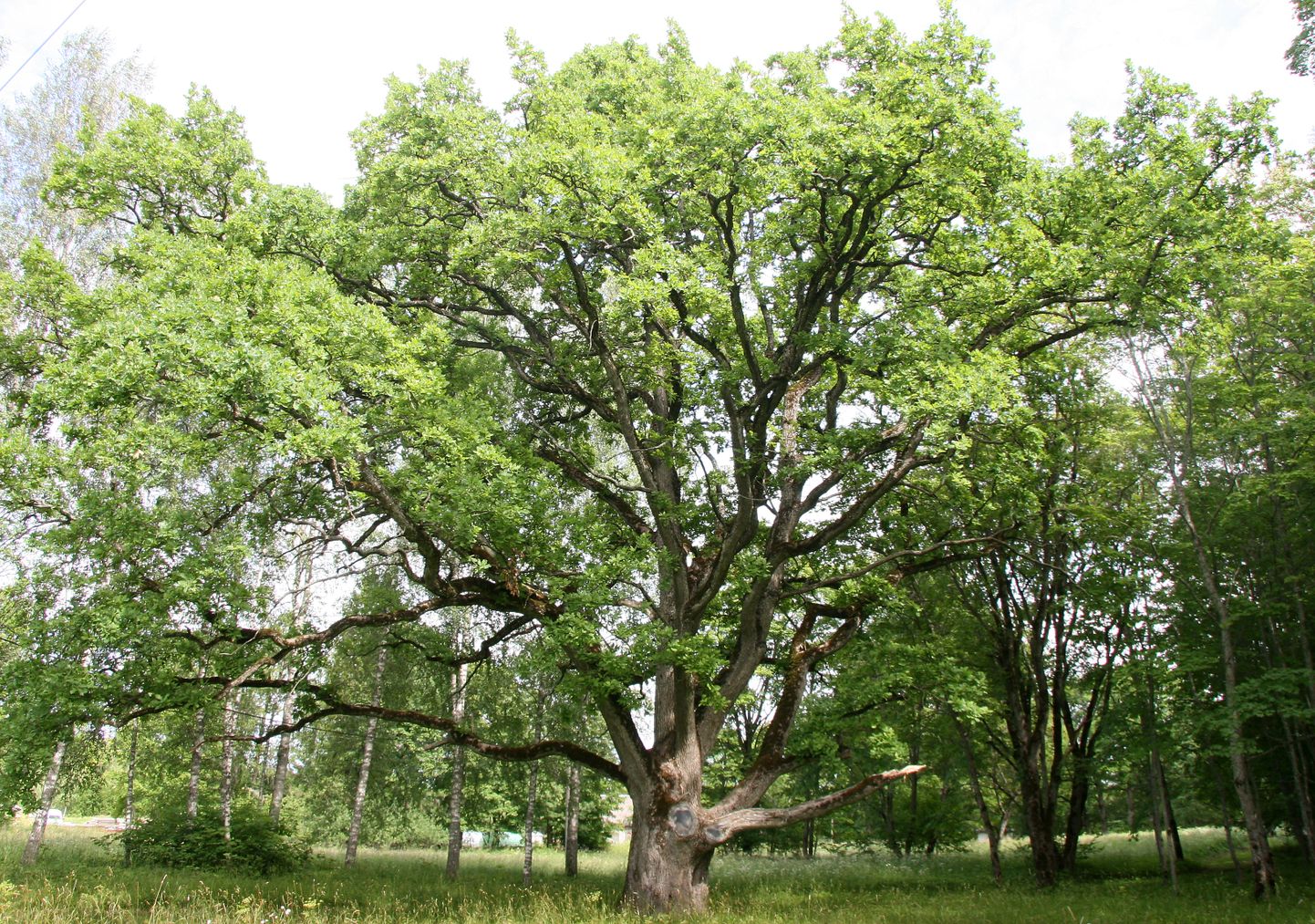 Кохтла-ныммеский дуб в хорошем состоянии и простоит еще долгие годы.