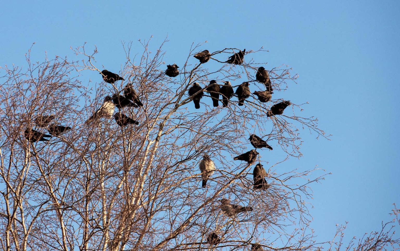 Pärnus kohtasid vaatlejad linnade linnuvaatluspäeval 79 liiki sulelisi. Foto on illustreeriv.