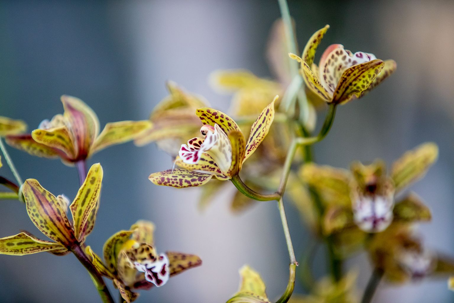 Orhideed. Botaanikaaed.
