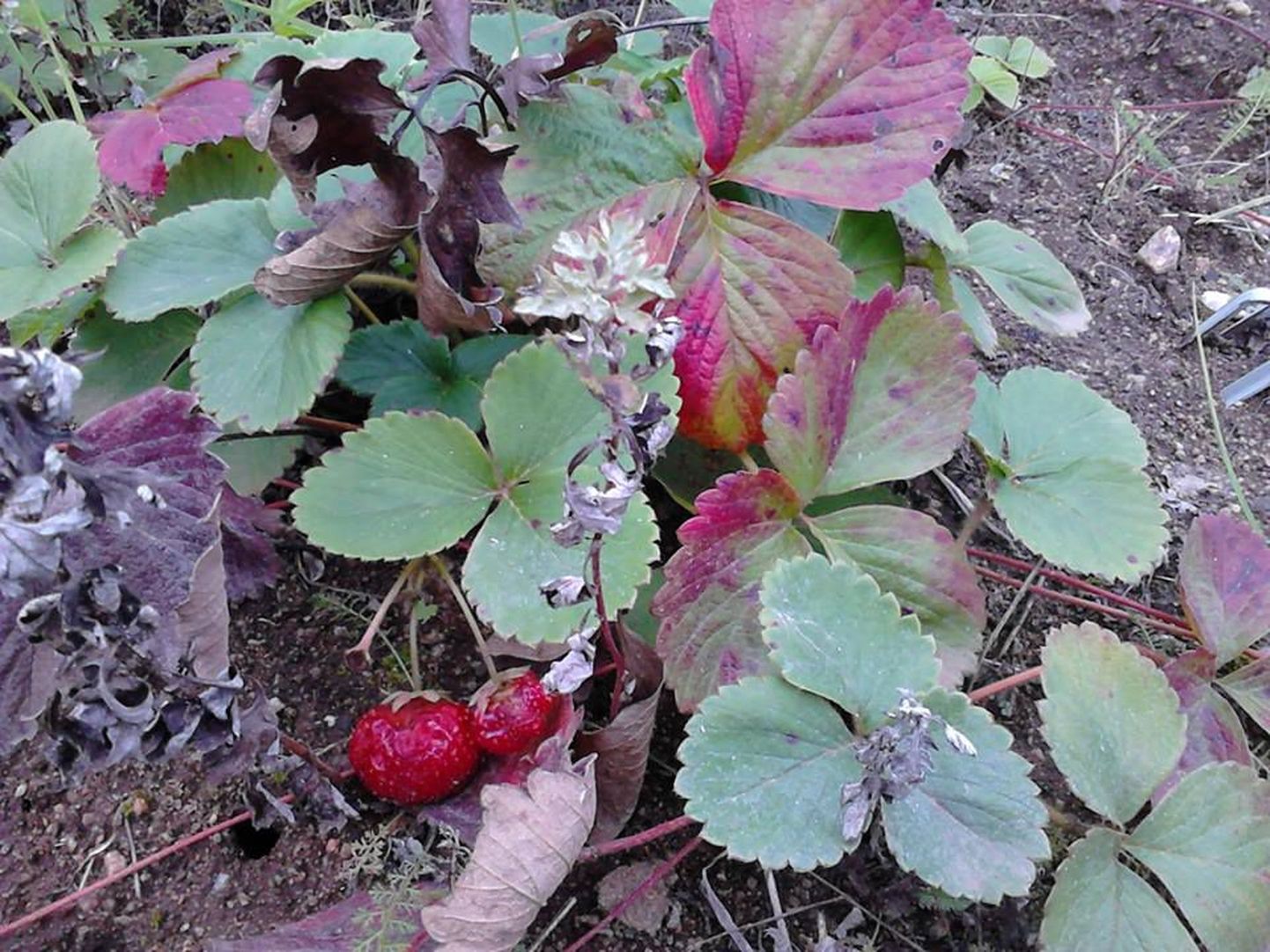 Hiline maasikas.