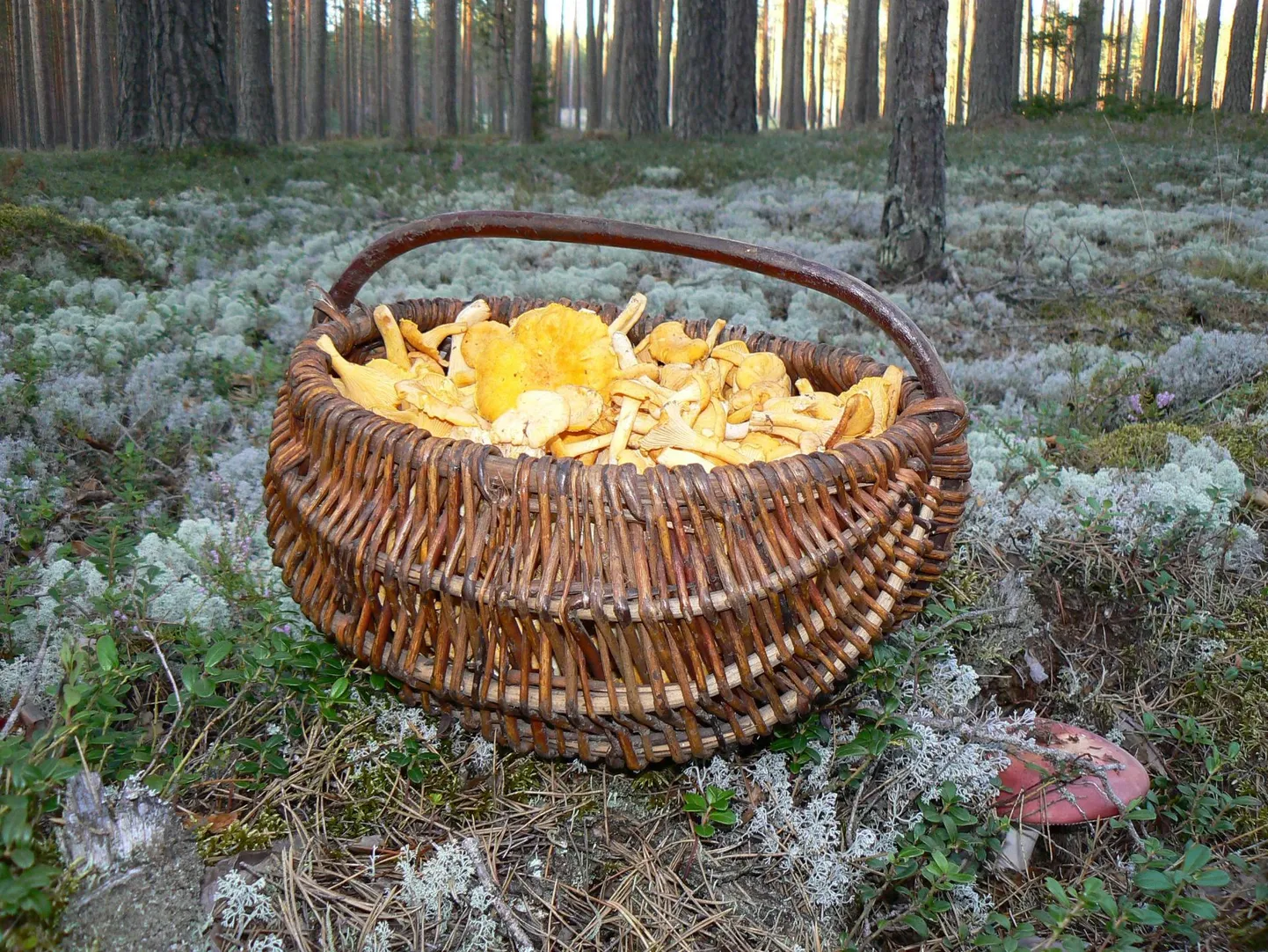 Seenekorvi leiab praegu peamiselt kukeseeni.