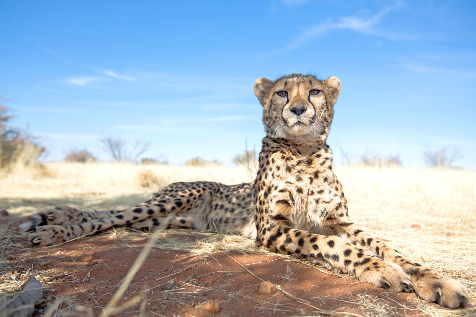 Värske uuring hoiatab: gepardeid ähvardab ootamatult kiire väljasuremine.