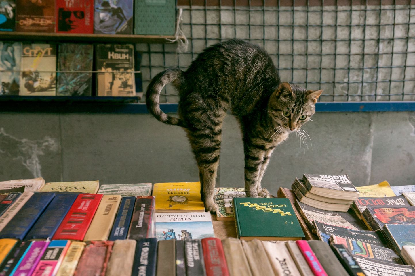 Raamatupoe kass.