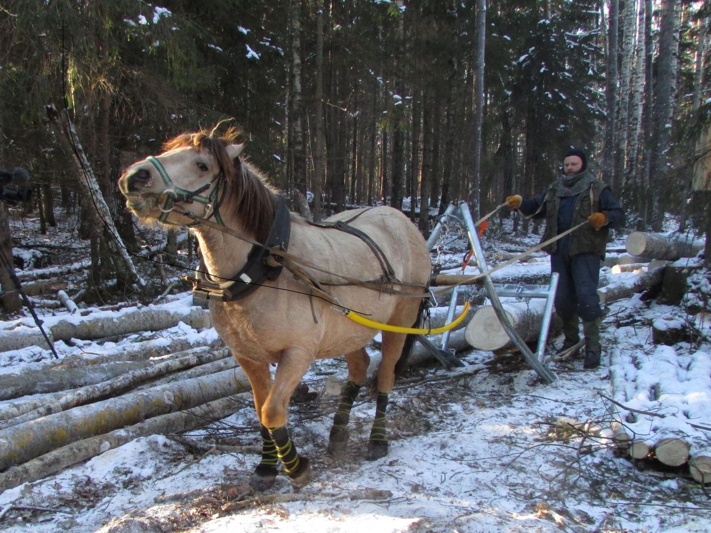 Hobune Tayra metsatööl