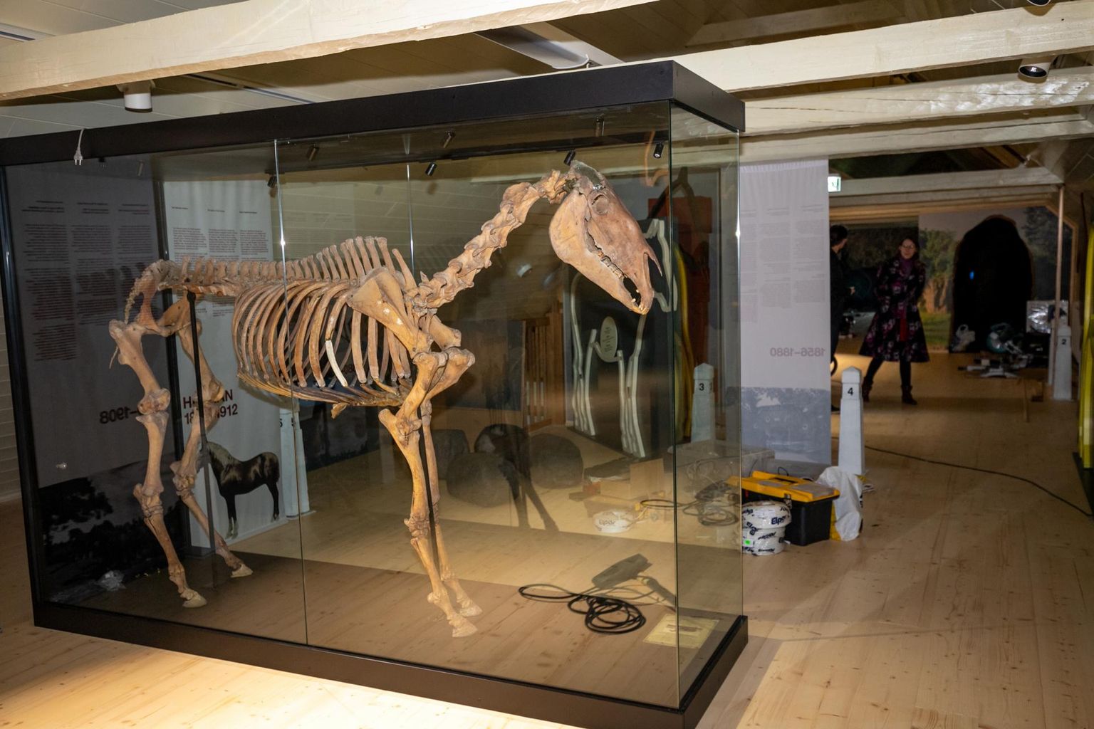 Hetmani skelett toodi koju Tori hobusekasvandusse tagasi Ülenurmelt Eesti põllumajandusmuuseumist.