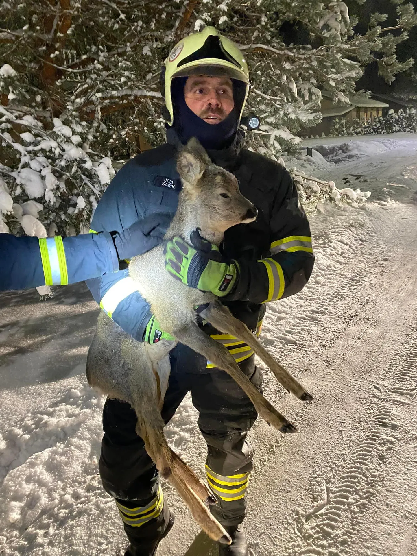 Võru päästjad aitasid linna sattunud metskitse metsa tagasi.