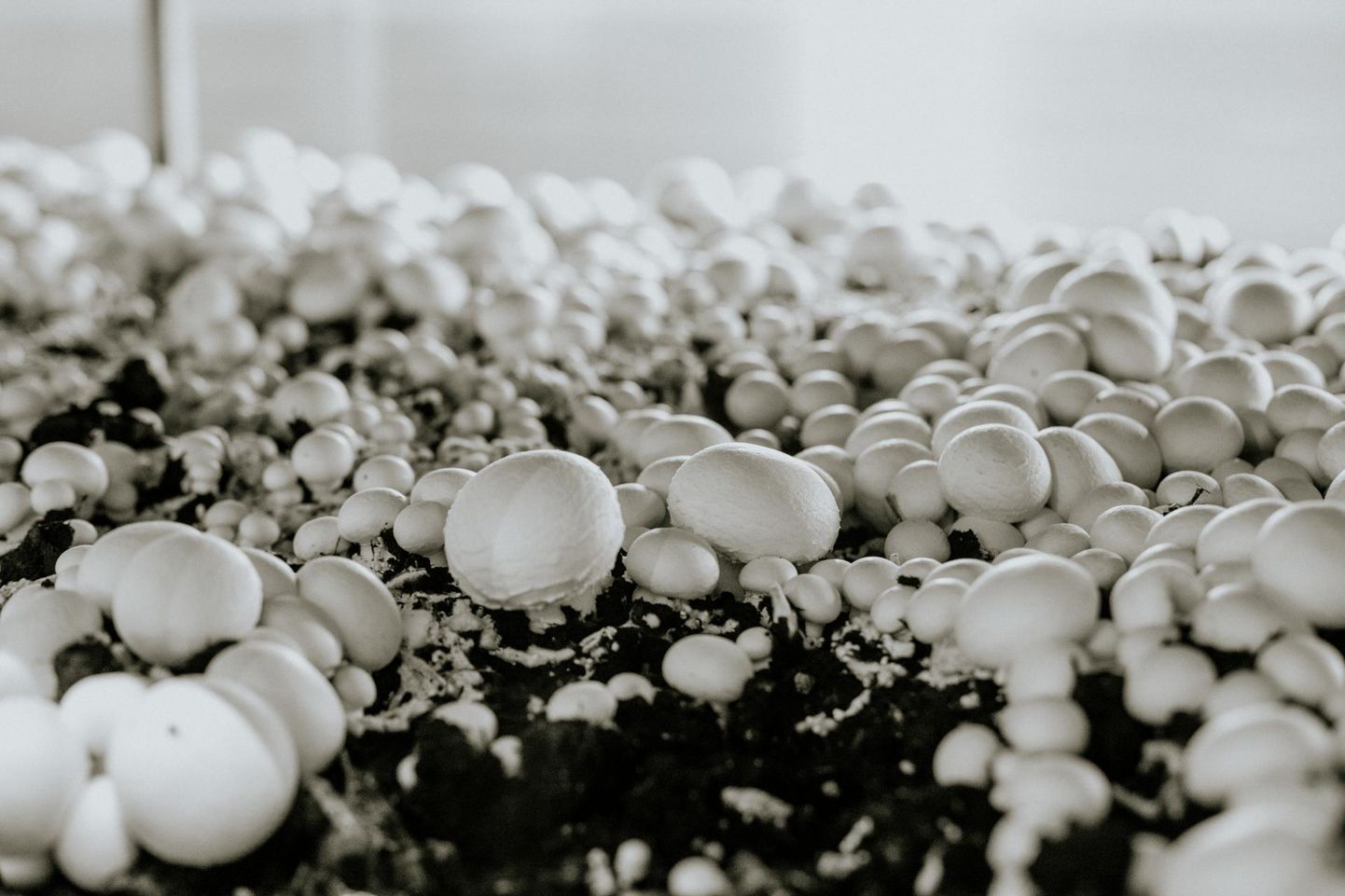 Šampinjonid seenekasvanduses. Foto on illustratiivne.