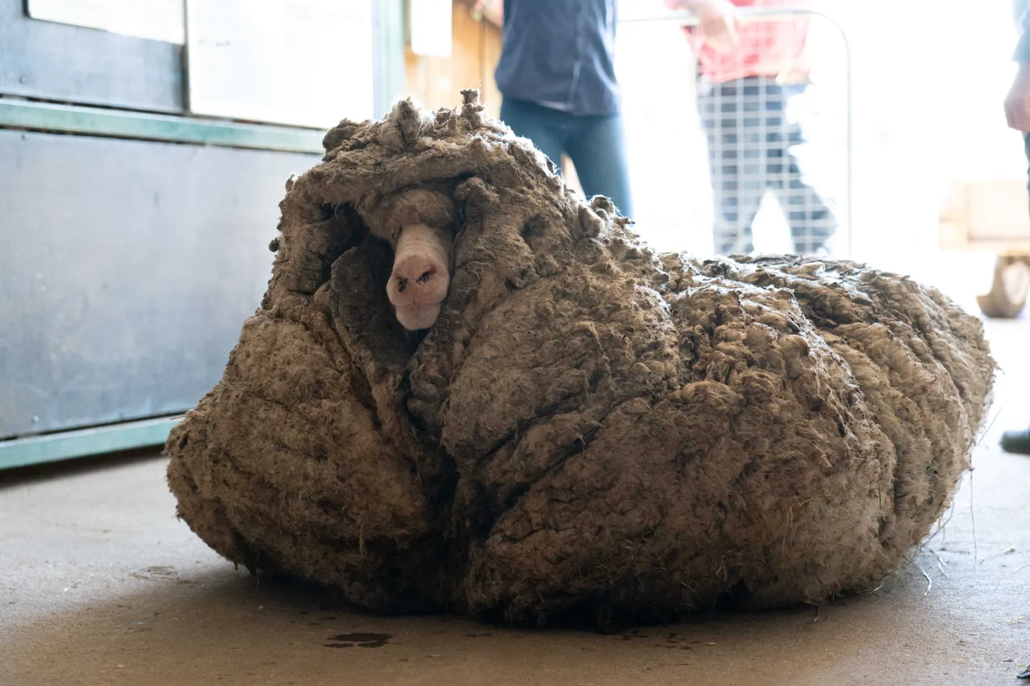 Lammas Baarack enne 35 kilogrammise kasuka eemaldamist.