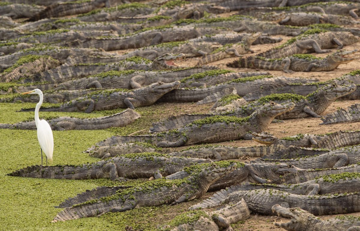 Baltais gārnis starp aligatoriem Brazīlijā.
