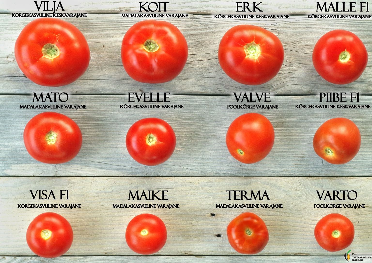 Kui tahad kasvuhoonesse seda õiget tomatisorti, siis on kindlam taimed ise seemnest kasvatada.
