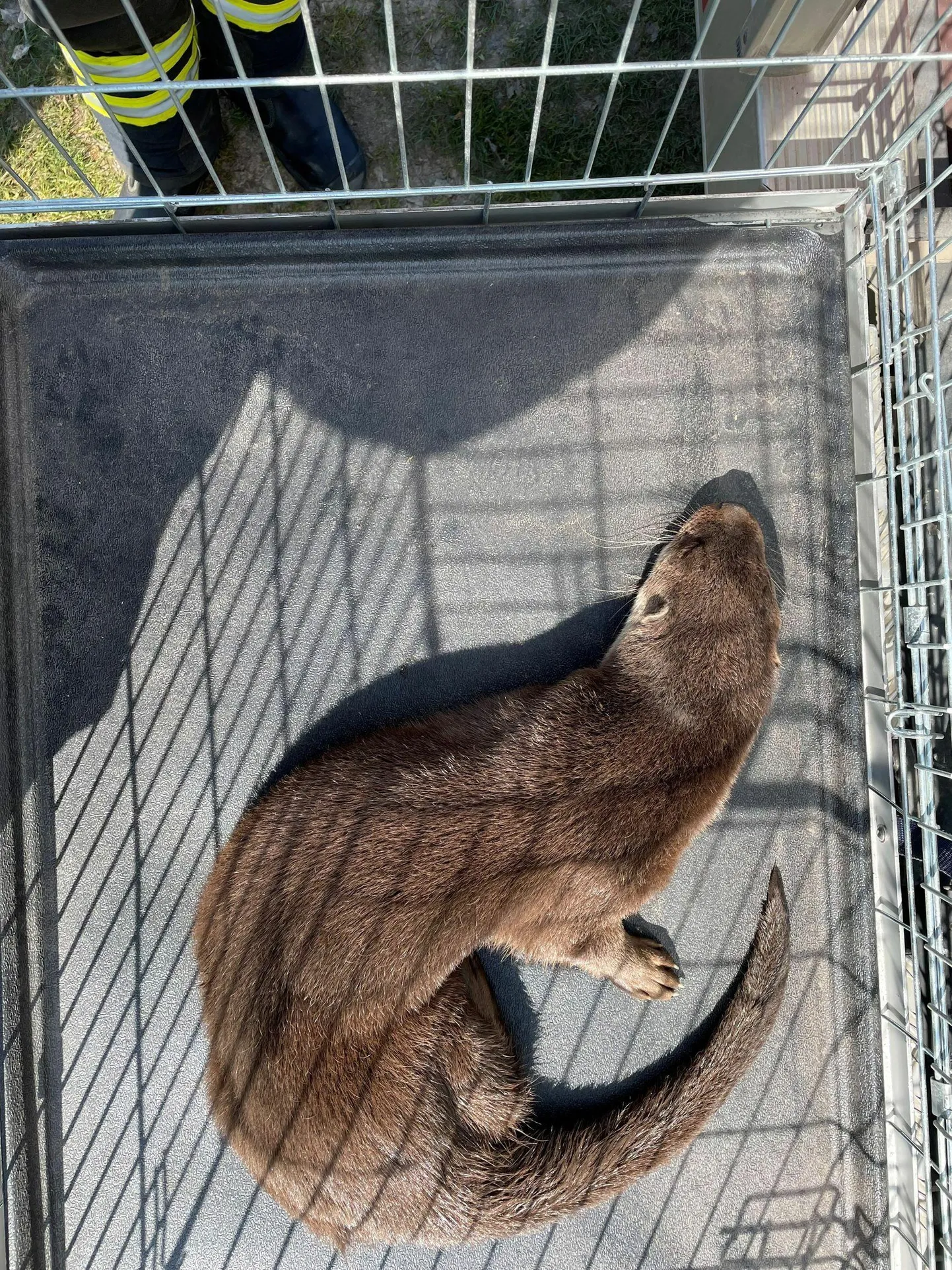 Saarmas püüti puuri ja viidi loodusesse